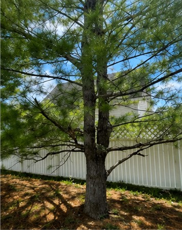 Backyard tree bed cleanup